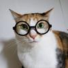 猫のために働くエンジニア