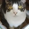 kumichanko