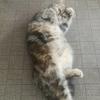 やまだねこたろう