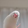 じゃば1110