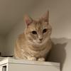 ねこぱんさん