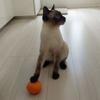 がんばるみかん