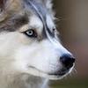 Ryo_dog
