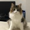 作業療法士 ゆき。