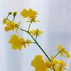 Oncidium