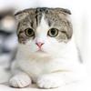 noah_neko