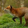 foxkit120