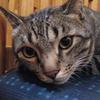 猫寝込む