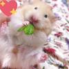 MintTarot⭐️みんとタロット