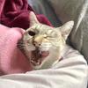 Markx12cat