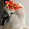 まぐろ オオバタン協会