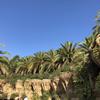 socotra