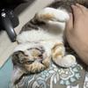 かじゅぅ564