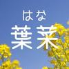 葉菜（はな）