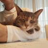 ancoあんこ