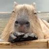 capybara2021