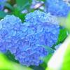kico☆