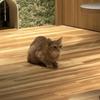nekosui_
