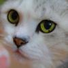 ねんねこねんねこ