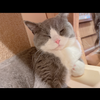 OL ももちゃん