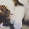 サはラ