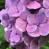 DP_kameyama
