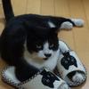 らんびっと