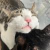 ねこすきすぎ