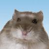 ハム崎あゆみ