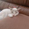 ぱぴぷぴのこ