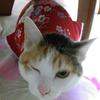 猫LOVE