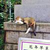 みにみー