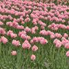 kanon0516_1ehvyv