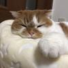 猫の背中