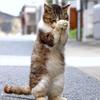 オチャメ母