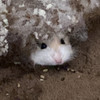 なかがわ。