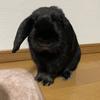 もずピー