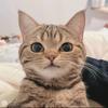せっかく立てたドミノ
