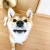 白湯りんご