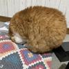 けけすら