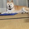 shiba11