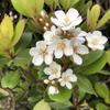 iriserine