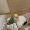 あじさいの羽