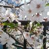 スンチョア