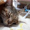 ねこねこ太郎丸