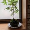 そーた′ん