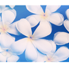 Pualani22