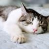 ginger_cat