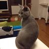 whitecat2026