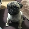 パグ犬あずき